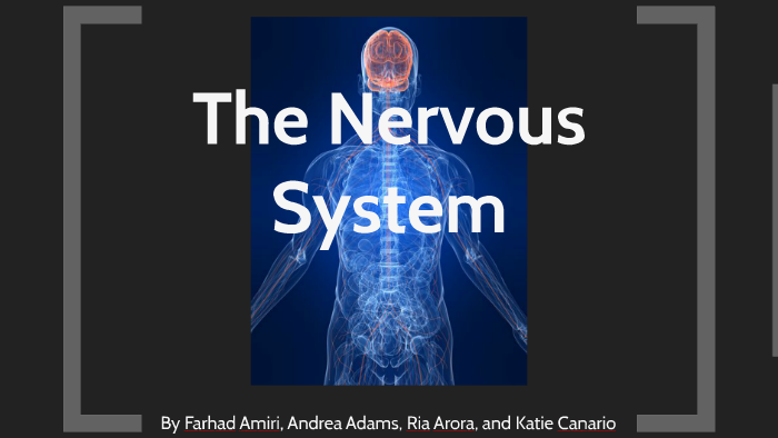 The Nervous System by on Prezi
