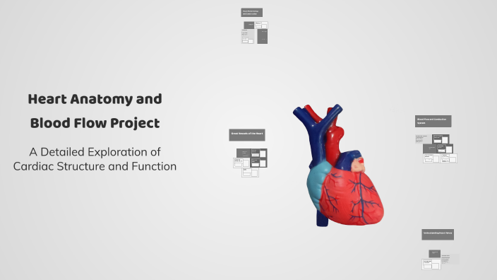 Heart Anatomy and Blood Flow Project by sasha safont on Prezi
