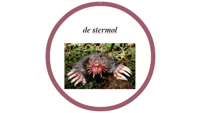 Stermol de stermol by imani de bruyn on Prezi