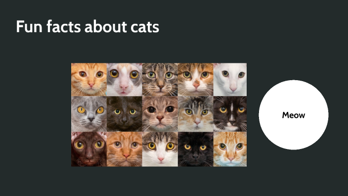 Fun Facts about Cats by Erling K. on Prezi