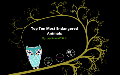 Top Ten Most Endangered Animals by Olivia G. on Prezi