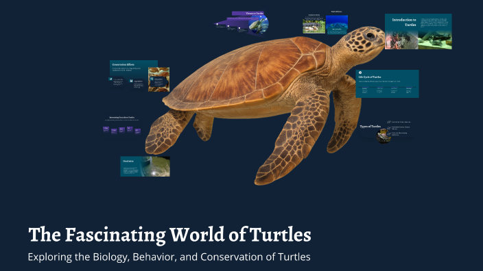 The Fascinating World of Turtles by Lexie Holtzclaw on Prezi