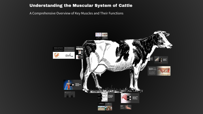 Understanding the Muscular System of Cattle by Jasper Silva on Prezi