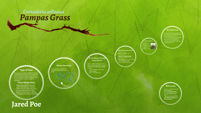 Pampas Grass by Jared Poe on Prezi