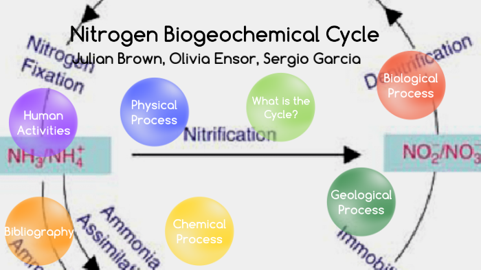 Nitrogen Biogeochemical Cycle by Olivia Ensor on Prezi