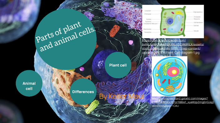 Plant and Animal cells by Kim Vanucchi on Prezi