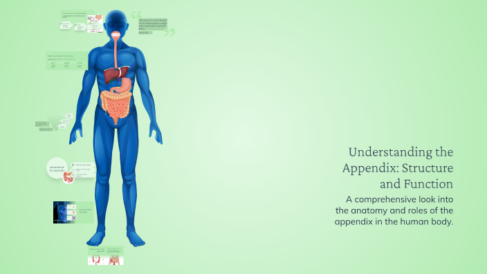 Understanding the Appendix: Structure and Function by Addilyn Diederich ...