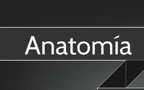 Anatomia by Victoria Macerola on Prezi