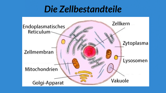 Aufbau der Zelle by lindita selimi on Prezi