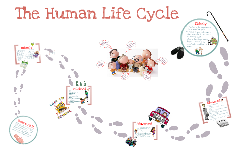 cycle of human life