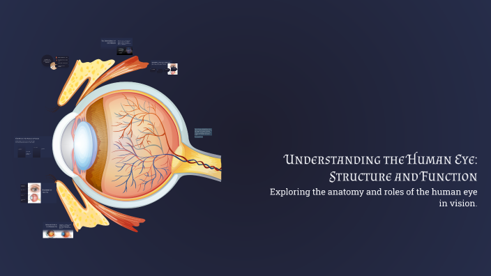 Understanding the Human Eye: Structure and Function by Paywand Shwan on ...