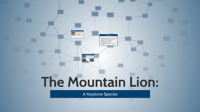 The Mountain Lion: a Keystone Species by Angelique Guillory