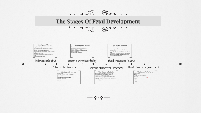 The Stages Of Fetal Development by Taylor Farias on Prezi