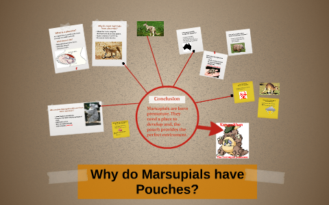 Why do Marsupials have Pouches? by Jason Farias