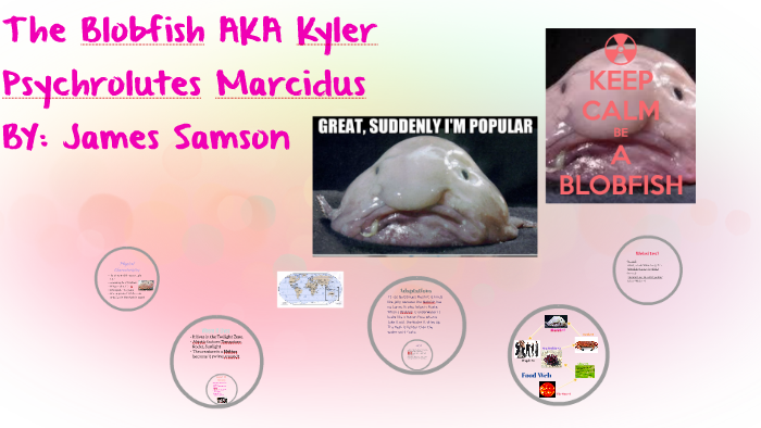 Aquarium World LLC., - Blobfish Psychrolutes marcidus, the smooth-head  blobfish, also known simply as blobfish, is a deep sea fish of the family  Psychrolutidae. It inhabits the deep waters off the coasts