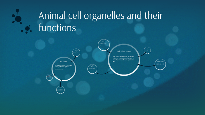 Animal cells and their functions by elitericky21 leon on Prezi
