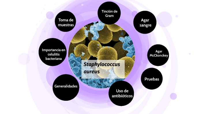 Staphylococcus aureus tinción de Gram