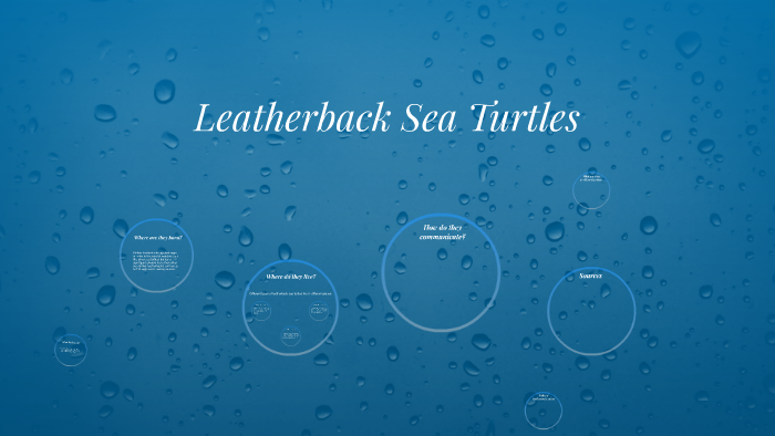 Leatherback Sea Turtle by Shane Rosenthal on Prezi