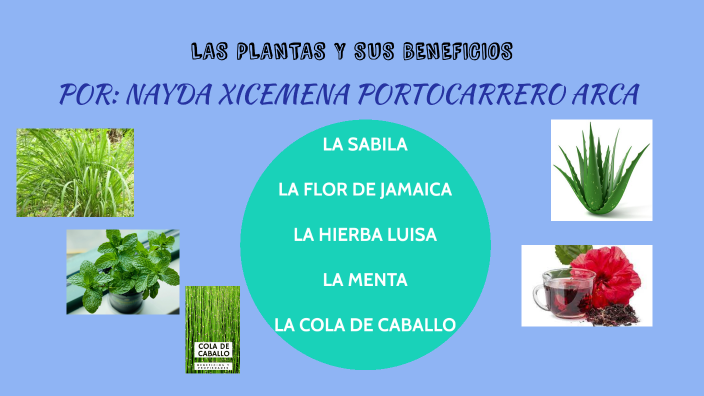 Las Plantas Y Sus Beneficios By Nayda Xicmena Portocarrero Arca On Prezi 6676