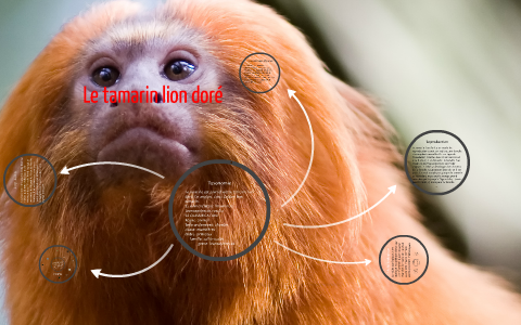 Le Tamarin Lion Dore By Justin Coulombe