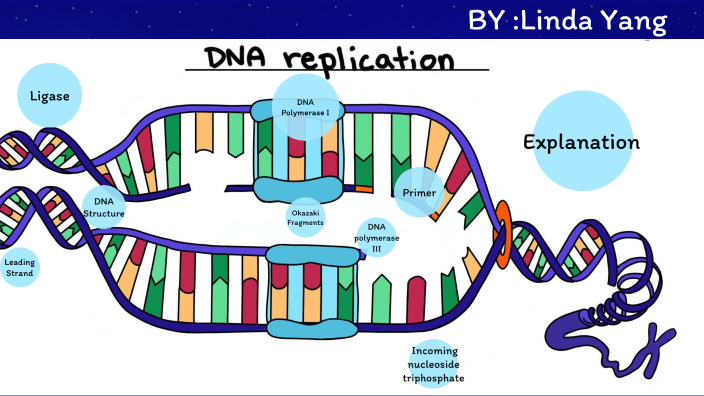 DNA Replication by Qiyan Yang on Prezi