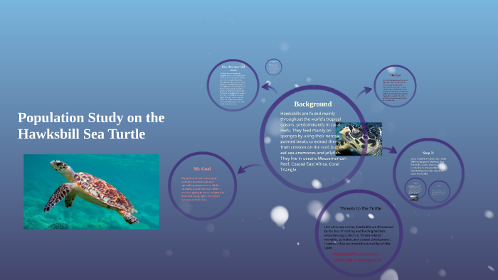 Population Study on the Hawksbill Sea Turtle by mackenzie ware on Prezi