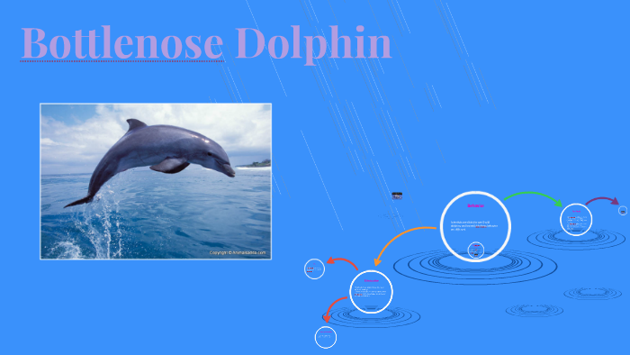 The dolphin by Stephanie Atkinson on Prezi
