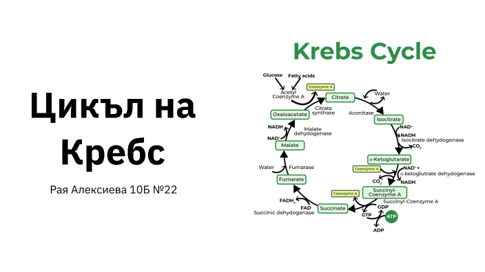 Цикъл на Кребс by Рая Алексиева on Prezi