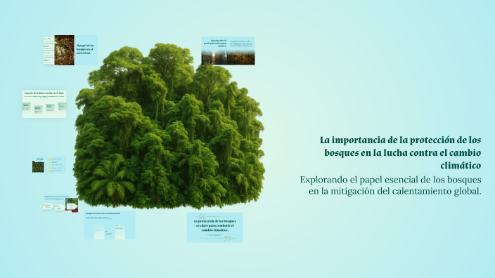 La importancia de la protección de los bosques en la lucha contra el ...