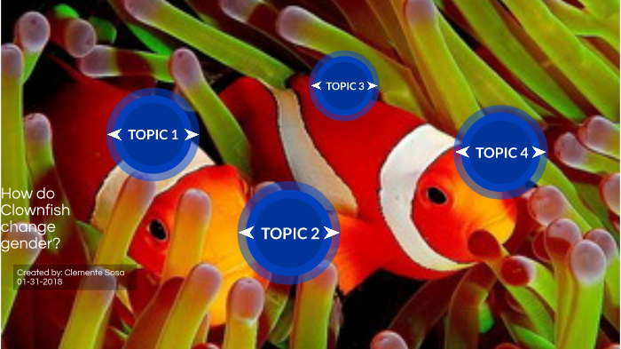 How do clownfish change gender? by Clemente Sosa on Prezi