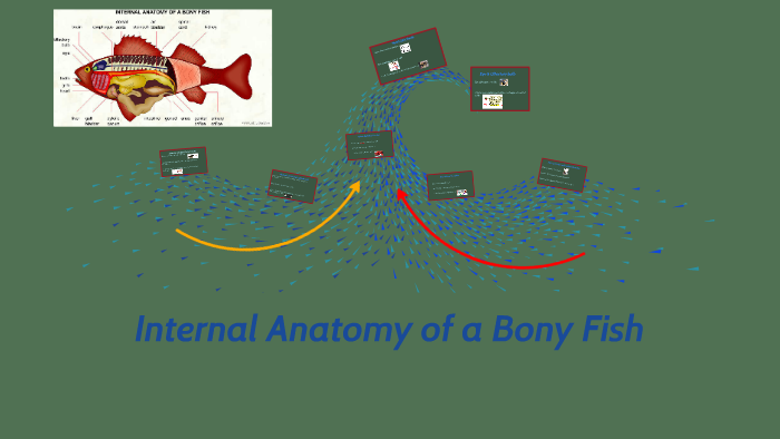 Internal Anatomy of a Bony Fish by David Gonzalez