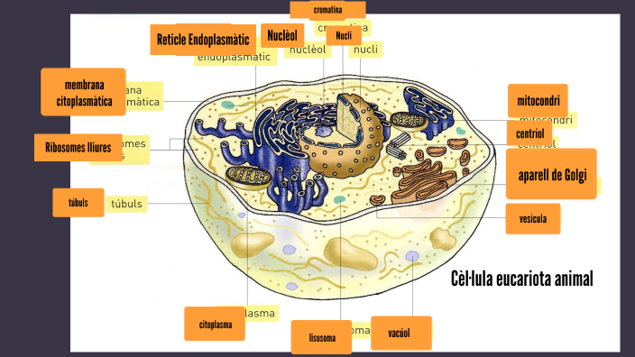 Cèl·lula eucariota animal by Paula Garces Farreras on Prezi