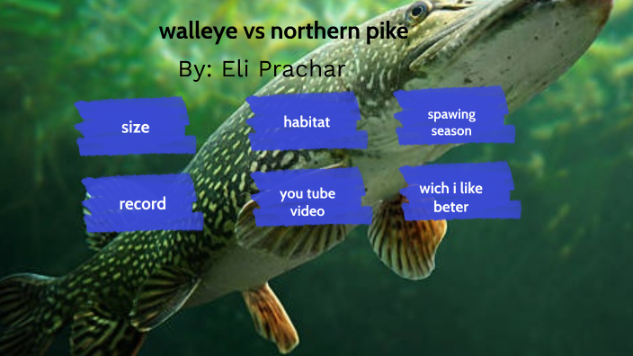 walleye vs northern pike by Eli Prachar on Prezi