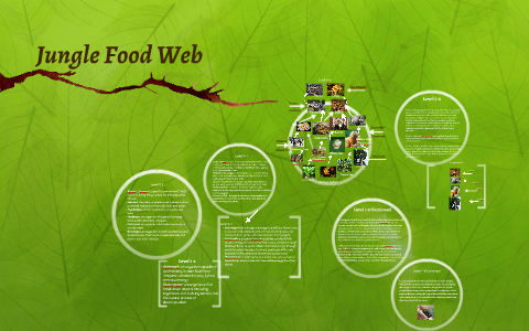 Jungle Food Web by Isabel Llanos