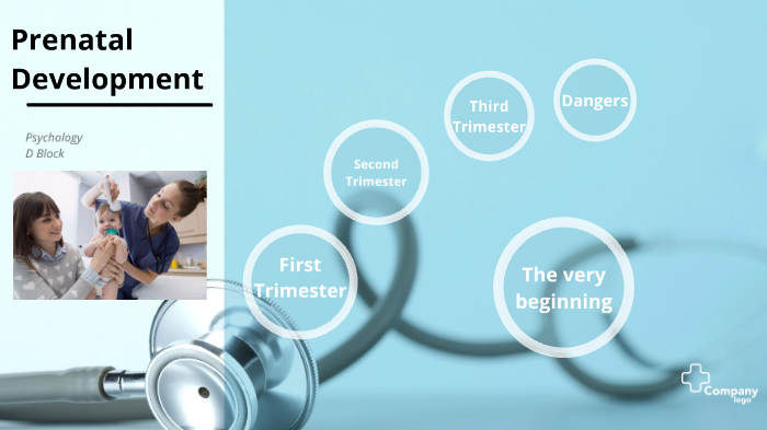 Prenatal Development by Ian McCabe on Prezi
