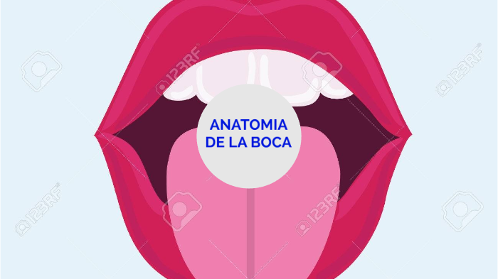 Labios Boca anatomia de la boca by moisnyn slendy antolinez carmona on Prezi