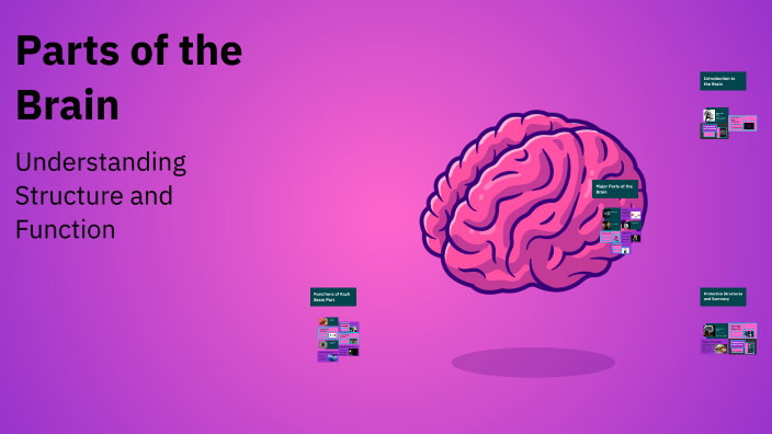 Parts of the Brain by •fhva• on Prezi