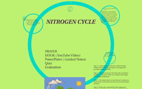 NITROGEN CYCLE by mercedes price on Prezi