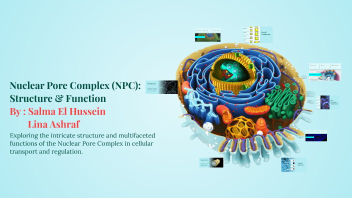Npc Function Nuclear Pore Complex (NPC): Structure & Function by Salma Elhussen on Prezi