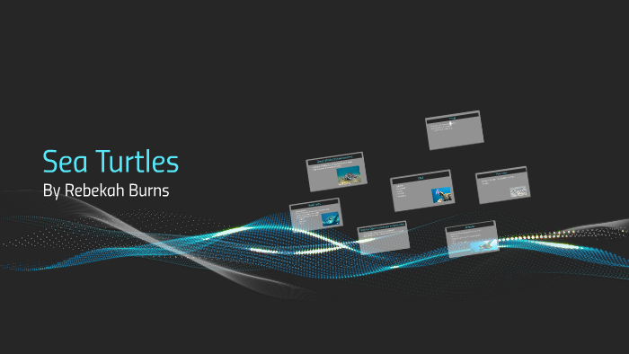 Sea Turtles by on Prezi