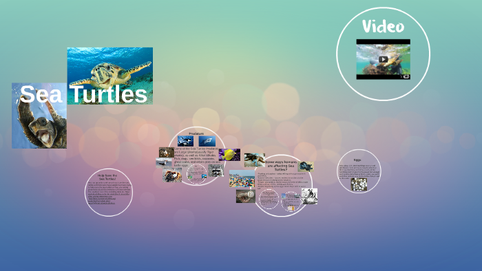 Sea Turtles by Deanna Rozak on Prezi