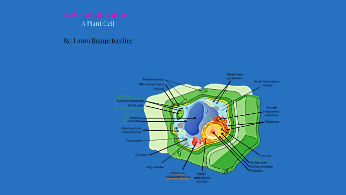 Cell Analogies Collage: A Plant Cell by Laura Rampetsreiter