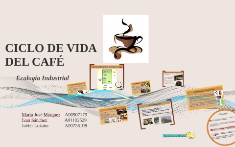 CICLO DE VIDA DEL CAFÉ by Javier Lozano on Prezi Next