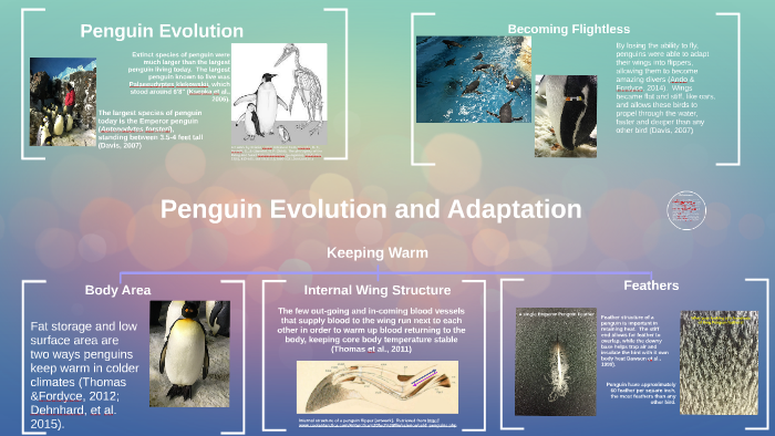 Penguin Evolution And Adaptations By Diana Major On Prezi