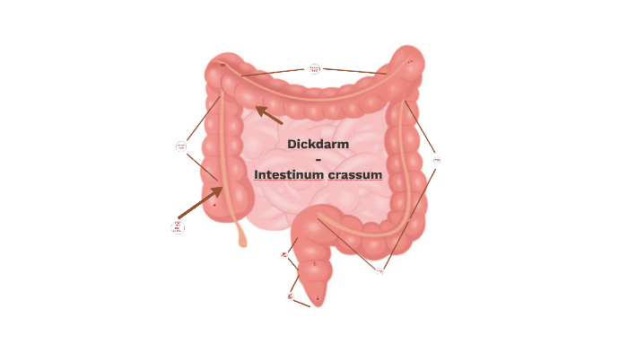 Dickdarm by Michelle Fruß on Prezi