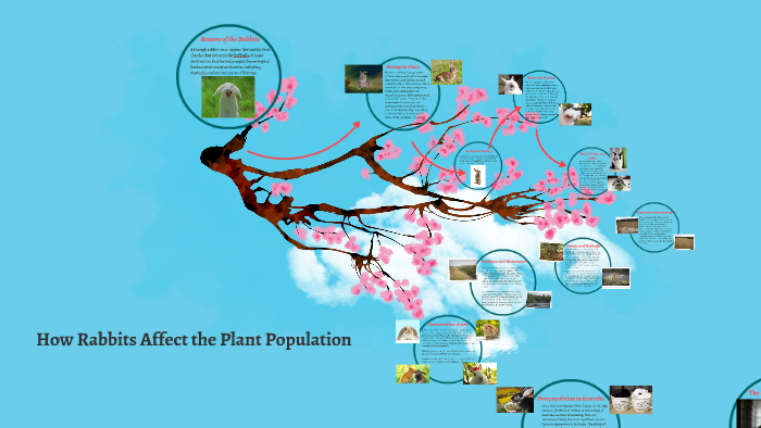 Pests Graph Rabbits How Rabbits Affect the Plant Population by on Prezi