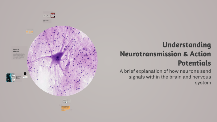 Understanding Neurotransmission: How Neurons Communicate by pip on Prezi