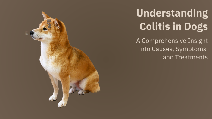 Understanding Colitis in Dogs by Gabi Schwartz on Prezi