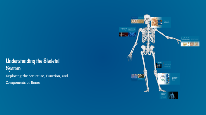 Understanding the Skeletal System by Nikkushimi on Prezi