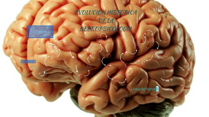 EVOLUCIÓN HISTÓRICA DE LA NEUROPSICOLOGÍA by Jesús Alberto Lira Dávila ...